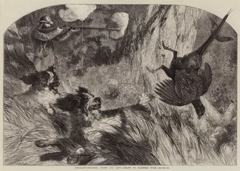 Fasanenjagd, rechts und links